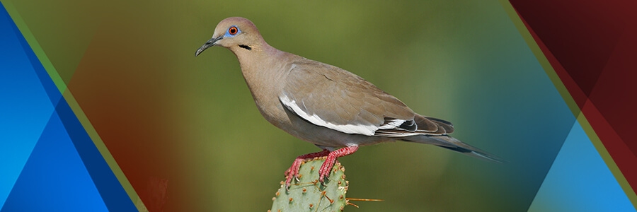 Recursos Naturales de Cruillas Tamaulipas